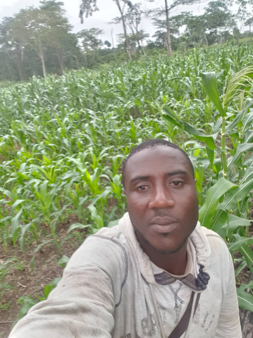 Maize