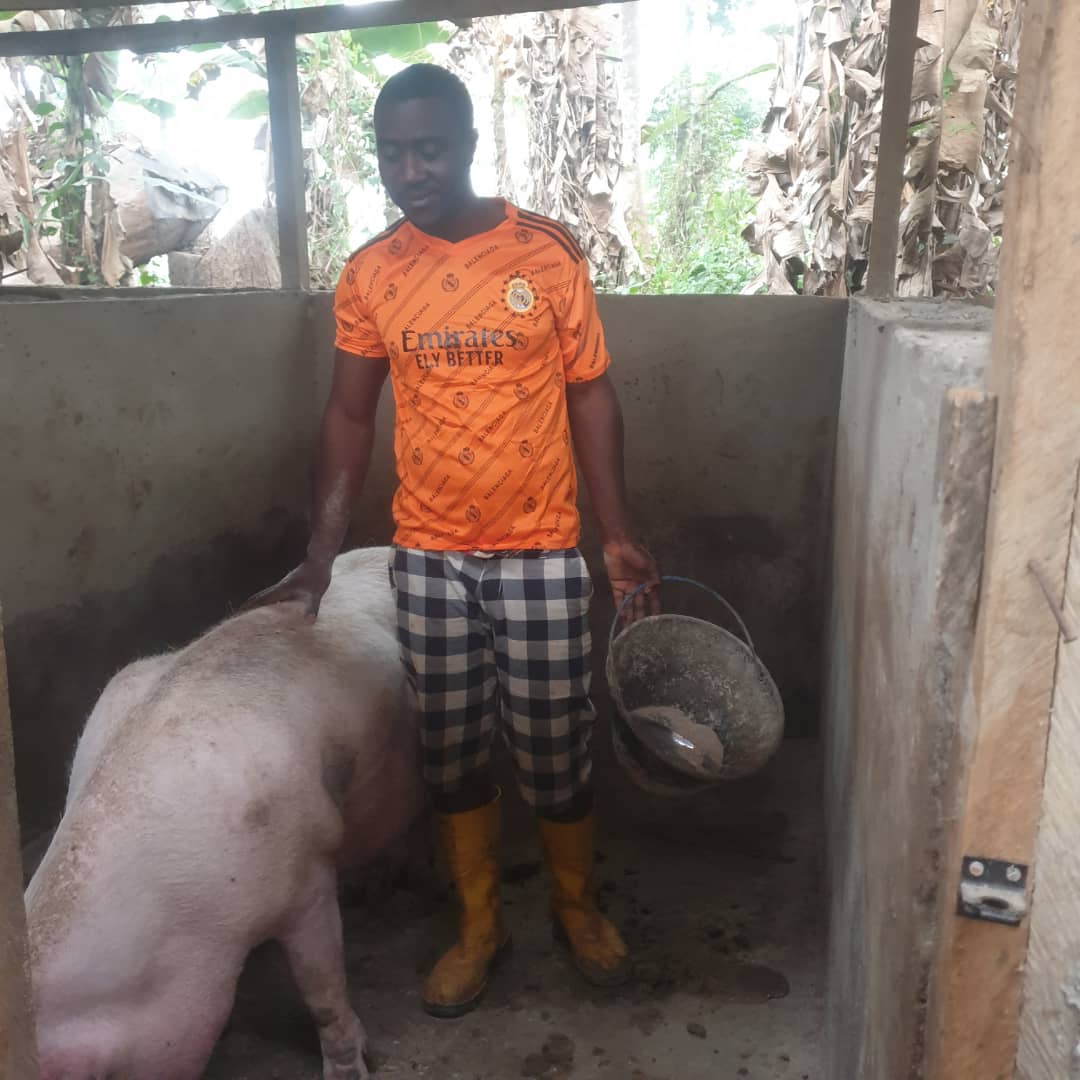Piggery