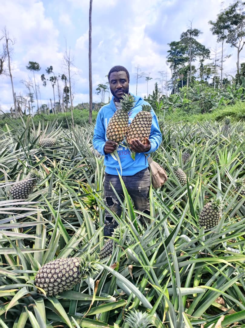 Pineapple