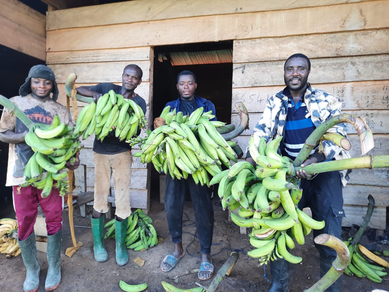 Plantain