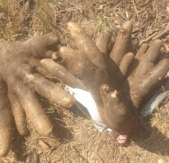 Center Region Farming - Cassava
