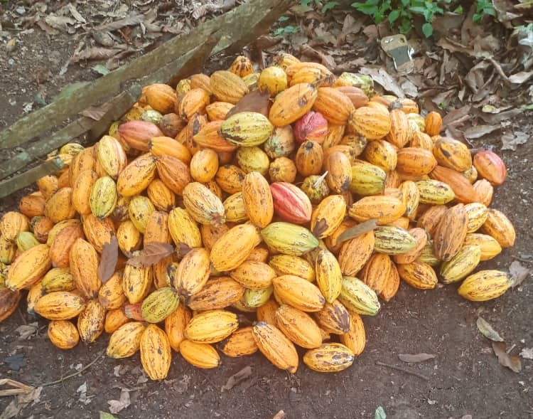 East Region Plantation - Cocoa